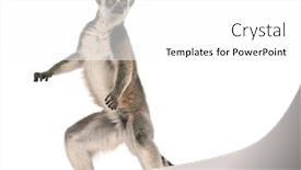  Presentation with lemur - Beautiful theme featuring ring-tailed-lemur-lemur-catta backdrop and a white colored foreground