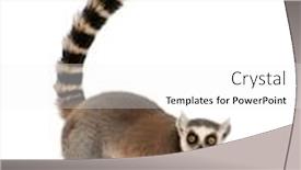  Presentation with lemur - PPT layouts with ring-tailed-lemur-lemur-catta background and a white colored foreground