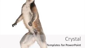  Presentation with lemur - Colorful slide deck enhanced with ring-tailed-lemur-lemur-catta backdrop and a light gray colored foreground