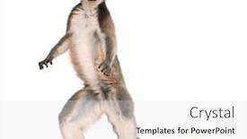 Presentation with lemur - Cool new presentation theme with ring-tailed-lemur-lemur-catta backdrop and a white colored foreground