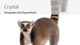  Presentation with lemur - Audience pleasing slide deck consisting of ring-tailed-lemur-lemur-catta backdrop and a white colored foreground
