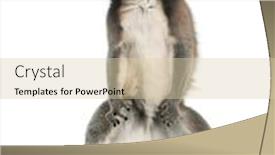  Presentation with lemur - Cool new PPT layouts with ring-tailed-lemur-lemur-catta backdrop and a lemonade colored foreground