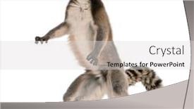  Presentation with lemur - Slide deck enhanced with ring-tailed-lemur-lemur-catta background and a light gray colored foreground