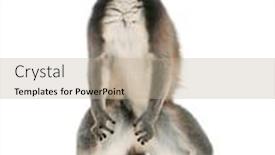  Presentation with lemur - Amazing PPT theme having ring-tailed-lemur-lemur-catta backdrop and a mint green colored foreground