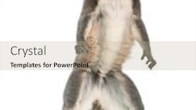  Presentation with lemur - Beautiful slide deck featuring ring-tailed-lemur-lemur-catta backdrop and a mint green colored foreground