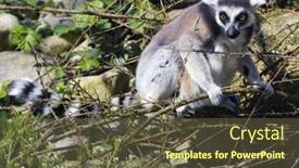  Presentation with pine trees - Cool new theme with ring-tailed-lemur-lemur-catta backdrop and a tawny brown colored foreground