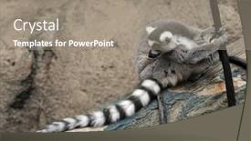  Presentation with lemur - Beautiful presentation theme featuring ring-tailed-lemur-on-tree backdrop and a gray colored foreground