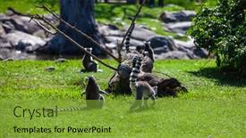  Presentation with lemur - PPT theme with ring-tailed-lemur-outdoor background and a tawny brown colored foreground