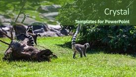  Presentation with lemur - Colorful slides enhanced with ring-tailed-lemur-outdoor backdrop and a tawny brown colored foreground