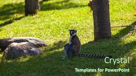  Presentation with lemur - Audience pleasing PPT theme consisting of ring-tailed-lemur-outdoor backdrop and a tawny brown colored foreground