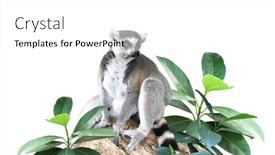  Presentation with lemur - PPT layouts featuring ringtailed-lemur-and-leaves background and a white colored foreground