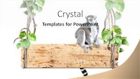  Presentation with liana - Audience pleasing presentation consisting of ringtailed-lemur-old-wooden-board backdrop and a white colored foreground