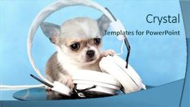  Presentation with lover - Cool new PPT theme with ringtone - puppy chihuahua music lover backdrop and a light blue colored foreground