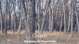  Presentation with river forest - PPT layouts with riparian-forest-along-the-poudre background and a gray colored foreground