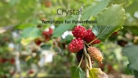  Presentation with taiwan - Presentation consisting of ripe-and-raw-mulberry background and a yellow colored foreground