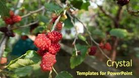 Presentation with taiwan - Colorful presentation theme enhanced with ripe-and-raw-mulberry backdrop and a tawny brown colored foreground
