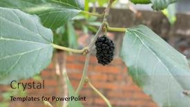  Presentation with taiwan - Presentation theme having ripe-and-raw-mulberry background and a coral colored foreground