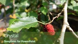  Presentation with taiwan - Beautiful presentation design featuring ripe-and-raw-mulberry backdrop and a tawny brown colored foreground
