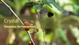  Presentation with taiwan - Audience pleasing slides consisting of ripe-and-raw-mulberry backdrop and a tawny brown colored foreground