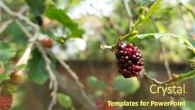  Presentation with taiwan - Theme featuring ripe-and-raw-mulberry background and a tawny brown colored foreground