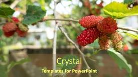  Presentation with taiwan - Slide set featuring ripe-and-raw-mulberry background and a tawny brown colored foreground