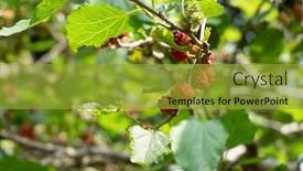  Presentation with taiwan - Presentation design consisting of ripe-and-raw-mulberry background and a gold colored foreground