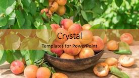  Presentation with empty of wood table top - Amazing presentation design having ripe apricots in the wooden backdrop and a gold colored foreground