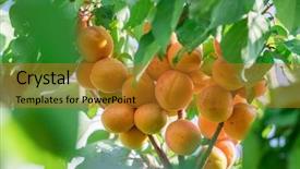  Presentation with orchard - Beautiful presentation theme featuring ripe apricots on the orchard backdrop and a gold colored foreground