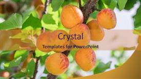  Presentation with orchard - Colorful presentation theme enhanced with ripe apricots on the orchard backdrop and a gold colored foreground