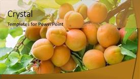  Presentation with orchard - Presentation theme having ripe apricots on the orchard background and a yellow colored foreground