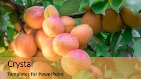 Presentation with nature big tree - Audience pleasing presentation consisting of ripe apricots on the orchard backdrop and a yellow colored foreground