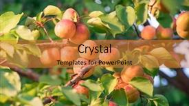  Presentation with nature big tree - Slide set having ripe apricots on the orchard background and a gold colored foreground