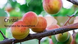  Presentation with orchard - Audience pleasing presentation design consisting of ripe apricots on the orchard backdrop and a red colored foreground