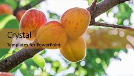  Presentation with orchard - Beautiful presentation theme featuring ripe apricots on the orchard backdrop and a gold colored foreground