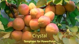  Presentation with orchard - Beautiful PPT theme featuring ripe apricots on the orchard tree nature background backdrop and a tawny brown colored foreground