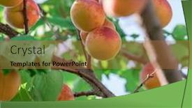  Presentation with orchard - Amazing theme having ripe apricots on the orchard tree blue sky at the background backdrop and a red colored foreground
