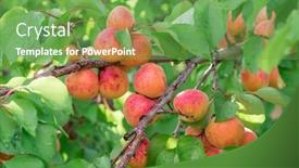  Presentation with orchard - Slide deck featuring ripe-apricots-on-the-orchard background and a seafoam green colored foreground