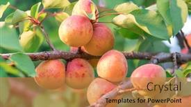  Presentation with orchard - Slide deck enhanced with ripe-apricots-on-the-orchard background and a coral colored foreground