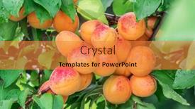  Presentation with orchard - Cool new slide deck with ripe-apricots-on-the-orchard backdrop and a gold colored foreground