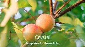  Presentation with orchard - PPT theme enhanced with ripe-apricots-on-the-orchard background and a tawny brown colored foreground