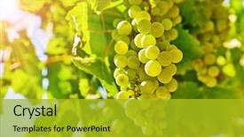  Presentation with grape juice - Colorful slide deck enhanced with ripe berries traditinal agriculture backdrop and a gold colored foreground