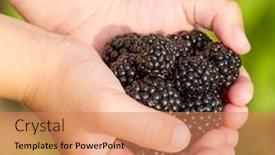  Presentation with children hands - Amazing slide deck having ripe blachberries in the children hands closeup backdrop and a coral colored foreground