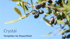  Presentation with olive tree branch ripe - Amazing PPT theme having ripe-black-olives backdrop and a light blue colored foreground