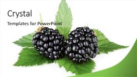  Presentation with blackberry - Audience pleasing PPT theme consisting of ripe-blackberry-fruits-with-green backdrop and a white colored foreground