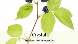  Presentation with blackberry - Beautiful presentation design featuring bramble - ripe blackberry with green leaves backdrop and a blonde colored foreground