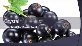  Presentation with blackcurrant - Amazing slide deck having vegetarian - ripe blackcurrant branch with green backdrop and a tawny brown colored foreground