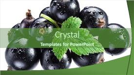  Presentation with green leaf - PPT theme consisting of ripe blackcurrant branch with green leaf on the white background macro shot background and a tawny brown colored foreground