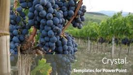 Presentation with tuscany - PPT layouts consisting of ripe-blue-grapes-hanging background and a gray colored foreground