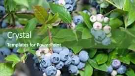  Presentation with blueberries - Audience pleasing theme consisting of ripe-blueberries-on-the-bush backdrop and a tawny brown colored foreground