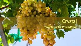  Presentation with bunch - Beautiful presentation theme featuring ripe bunch of grapes chardonnay backdrop and a tawny brown colored foreground